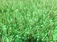 Umweltfreundliche Rasenfülle aus Kautschuk / Kühlfülle für künstliches Gras