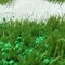 Sicherer Bio-Rasen-Füllstoff für Sportfelder mit guter Recyclingfähigkeit